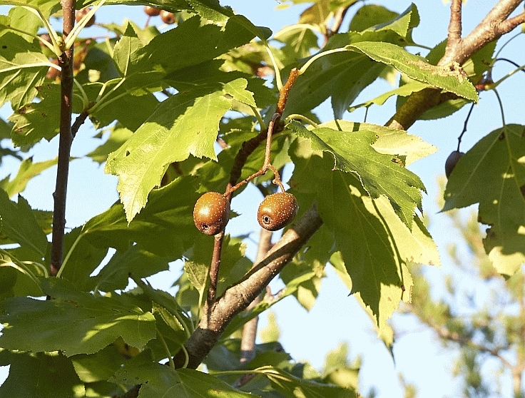 Das Bild zeigt die kleinen, braunen Früchte der Elsbeere am Baum hängend. Mausklick führt zur vergrößerten Ansicht
