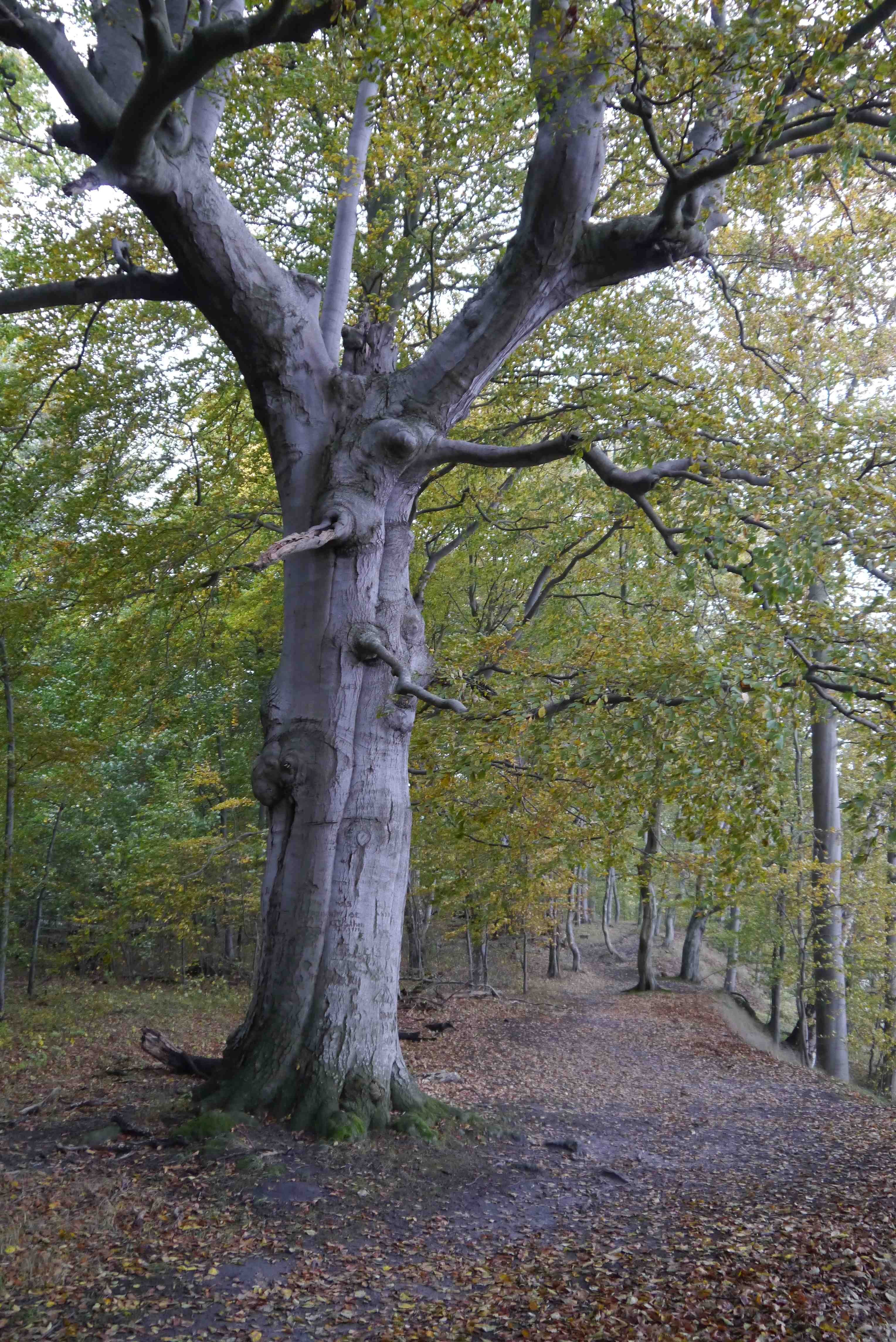 Rotbuche im Wald. Mausklick führt zur vergrößerten Ansicht.