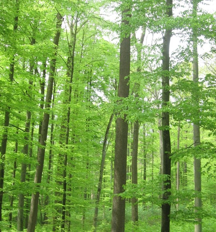 Hohe Bäume mit saftig grünen Blättern