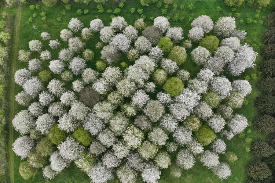 Luftbild einer Samenplantage aus Vogelkirschen.