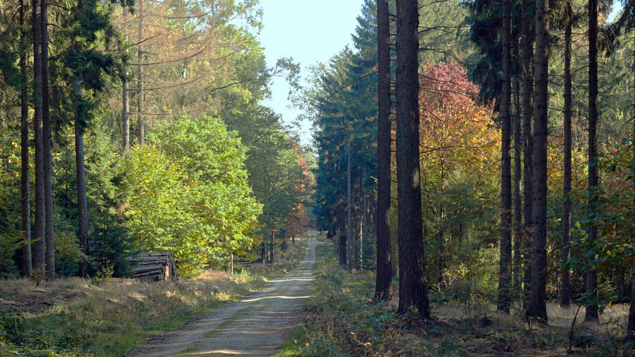 Das Bild zeigt einen Mischwald, durch den ein Wirtschaftsweg führt.