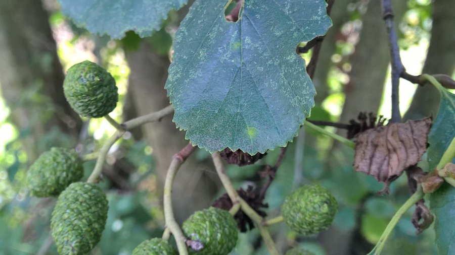 Zapfen von Schwarzerle am Baum