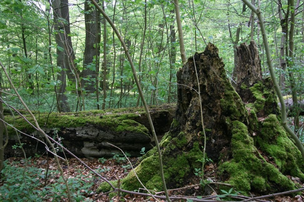 Buche abgebrochen mit Stumpf. Mausklick führt zur vergrößerten Ansicht.