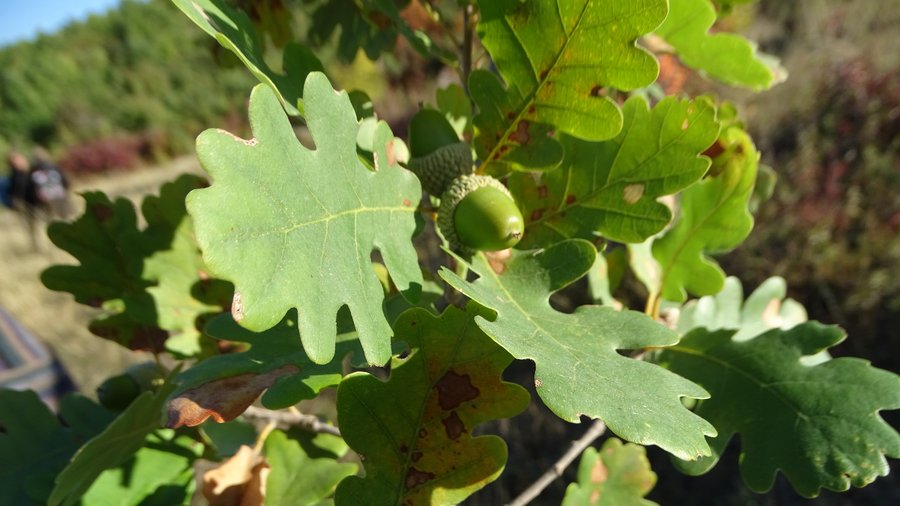 Blatt und Frucht einer Flaum-Eiche hängen am Baum
