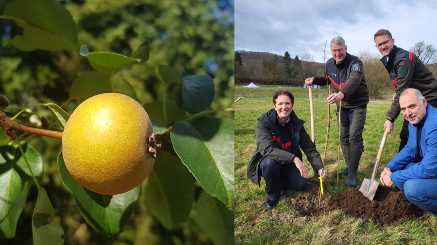 Die Bildcollage zeigt links die gelbe Frucht einer Wild-Birne und rechts den Pressetermin mit der NRW-Landwirtschaftsministerin und weiteren Vertretern anlässlich der Pflanzung einer Wild-Birne.