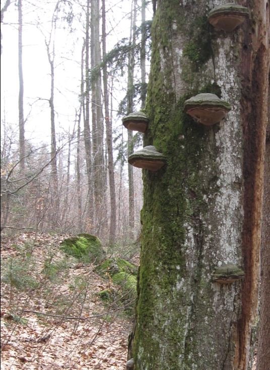 Baumstamm mit Pilzen bewachsen